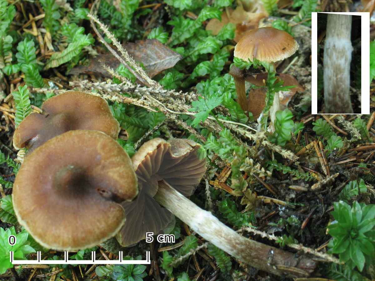 Cortinarius flos-paludis Melot